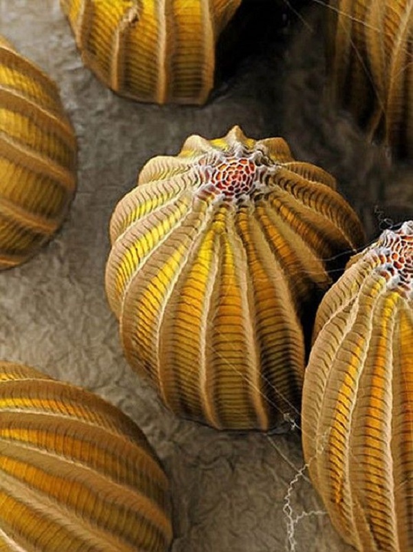 Butterfly Eggs • Insteading